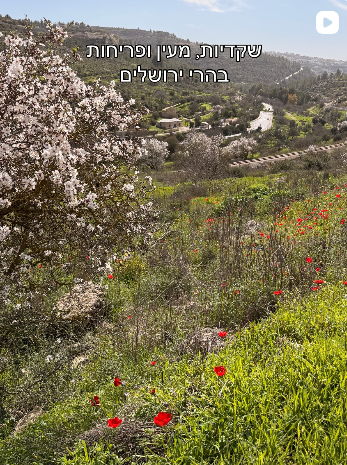 צילום מסך 2026-03-18 155619